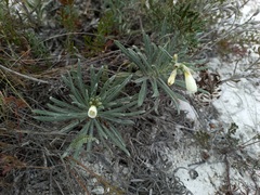 Onosma simplicissima