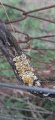Xanthoria parietina