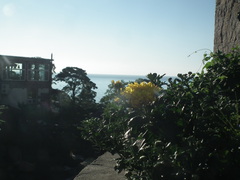 Chrysanthemum morifolium