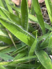 Dichanthelium