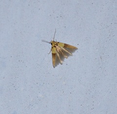 Stathmopoda