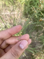 Panicum coloratum