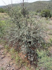 Berberis haematocarpa