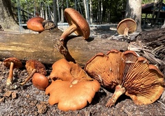 Gymnopilus