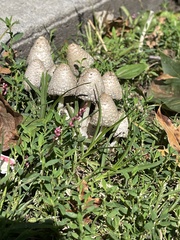 Coprinopsis variegata