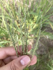 Panicum coloratum