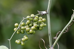 Smilax