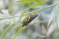 Apalacris varicornis