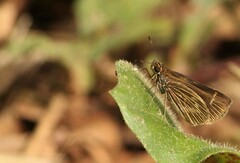 Vehilius stictomenes