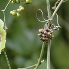 Smilax