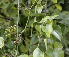Smilax