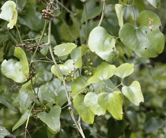 Smilax