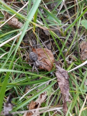 Alopecosa inquilina