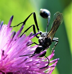 Ammophila