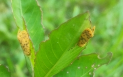 Conogethes punctiferalis