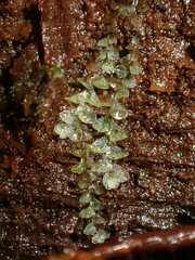 Calypogeia
