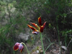 Calochortus marcellae