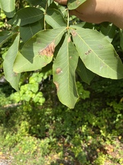 Gnomonia caryae