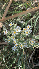 Symphyotrichum ericoides