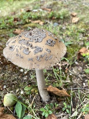 Amanita rhacopus