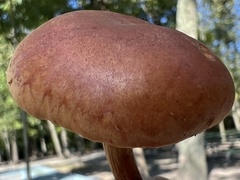 Gymnopilus