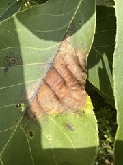 Gnomonia caryae
