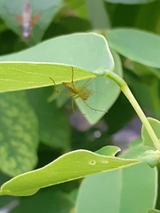 Oxyopes