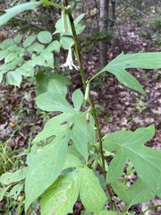 Nabalus trifoliolatus