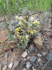 Asclepias nyctaginifolia