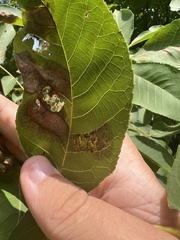 Gnomonia caryae