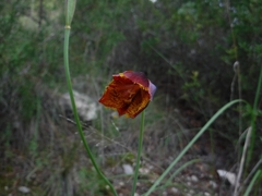 Calochortus marcellae