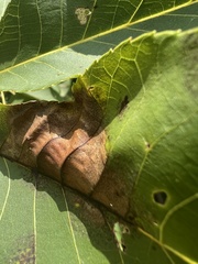 Gnomonia caryae