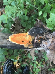Hydnophlebia