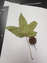 Liquidambar