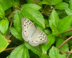 Junonia atlites