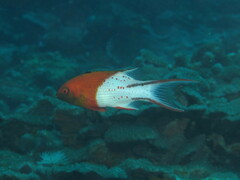 Bodianus anthioides