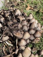 Coprinopsis variegata