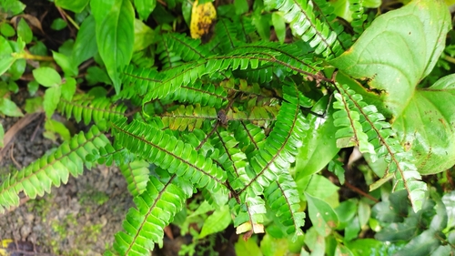 Adiantum pulverulentum image