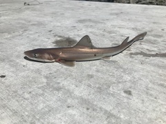 Mustelus henlei