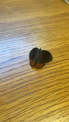 Gyrocheilus patrobas