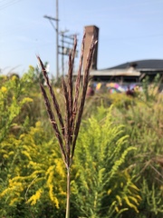Andropogon gerardi