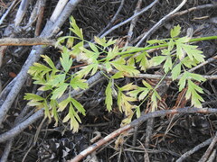 Ligusticum grayi