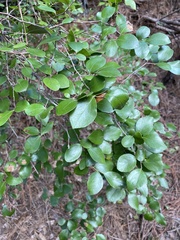 Vaccinium arboreum