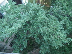 Symplocos paniculata