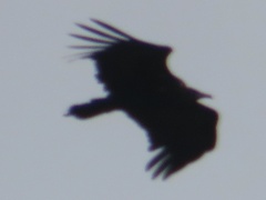 Necrosyrtes monachus