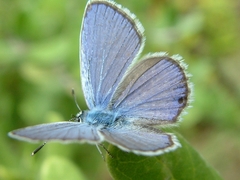 Hemiargus ceraunus