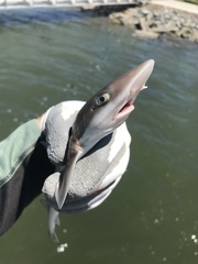 Mustelus henlei