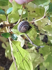 Cepaea hortensis