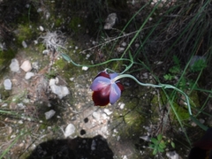 Calochortus marcellae