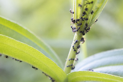 Dolichoderus thoracicus